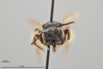 Media type: image;   Entomology 770895 Aspect: head frontal view